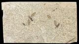 Two Fossil March Flies (Plecia) - Green River Formation #67645-1